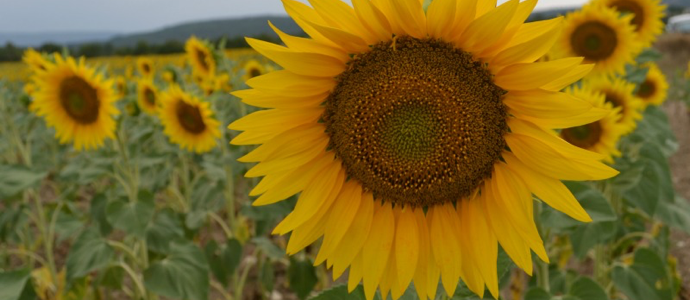 Around the World Stories - Sample Clip - King's Day: Part 1